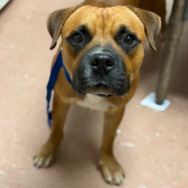 An adult medium-sized male Bullmastiff dog named Frog for adoption in Fort Smith, AR