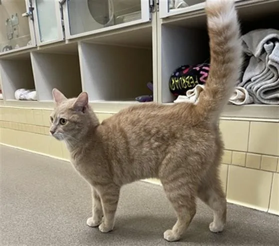 A young small-sized male Domestic Short Hair cat named Charlie for adoption in Denver, CO