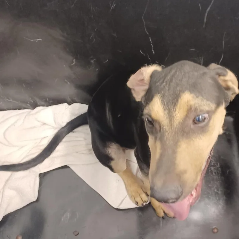 A baby medium-sized male Black Treeing Walker Coonhound dog named Meeko for adoption in Hattiesburg, MS