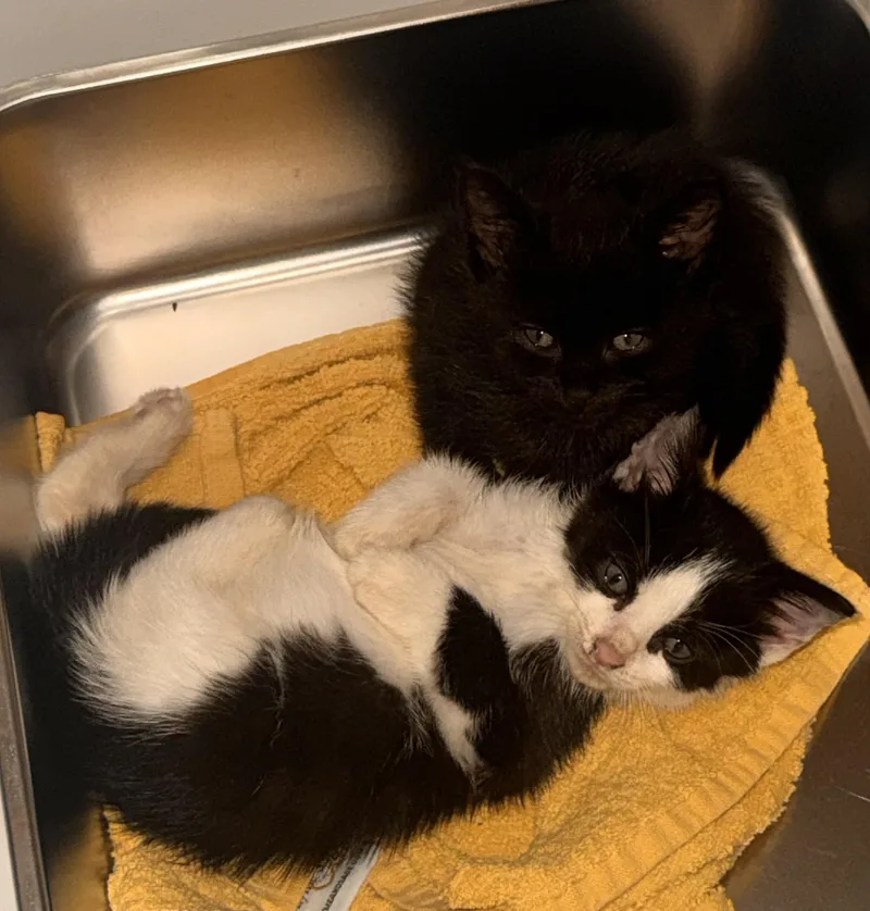 A baby small-sized male Domestic Short Hair cat named Nutella & Jam for adoption in Ardsley, NY