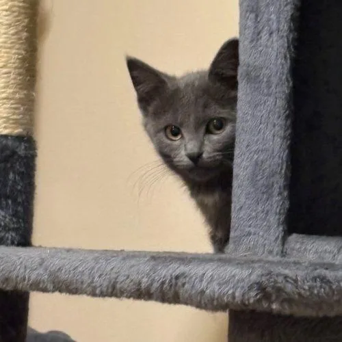 A baby small-sized female Gray / Blue / Silver Domestic Short Hair cat named Aj for adoption in Kenosha, WI