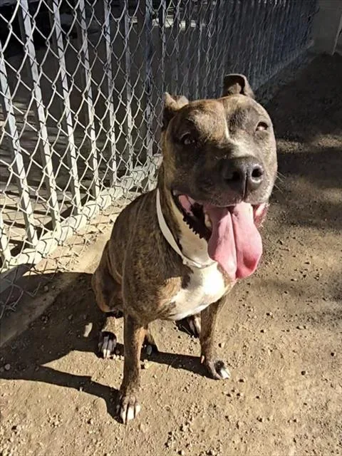 An adult medium-sized female Pit Bull Terrier dog named Macaroni for adoption in Riverside, CA