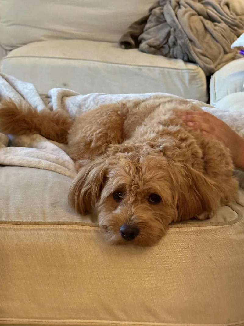 A young small-sized male Poodle dog named Winston for adoption in Columbia, MD