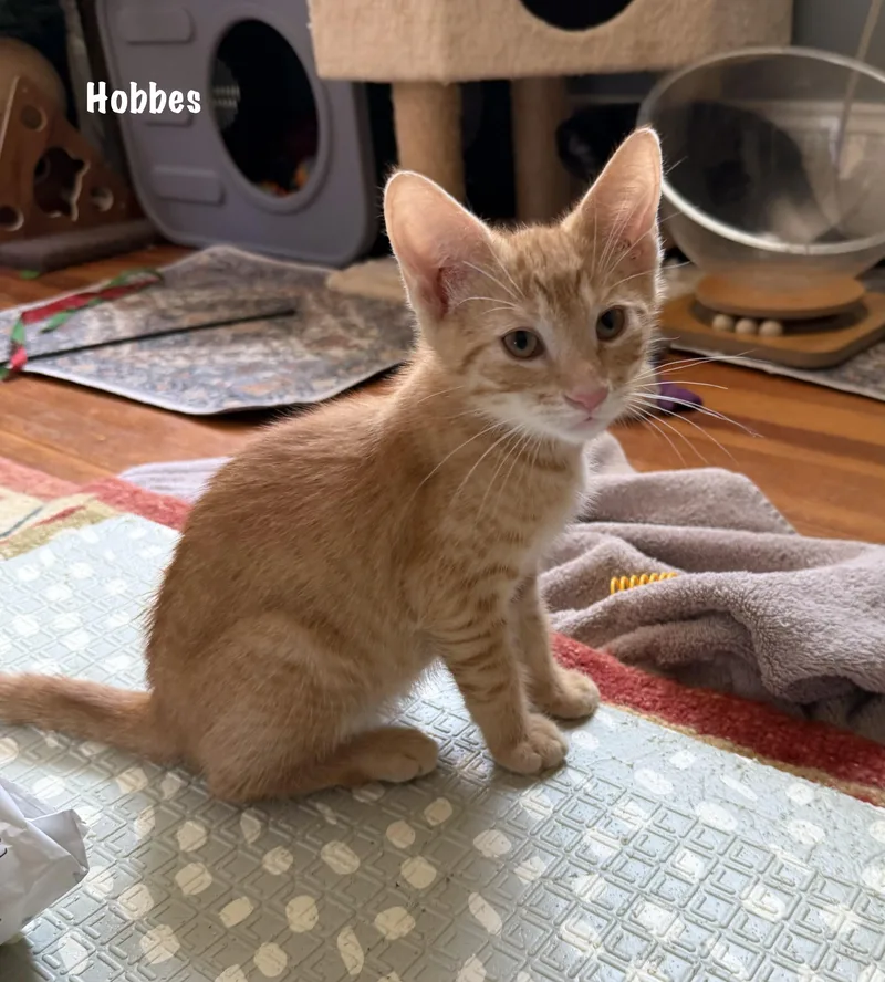 Hobbes