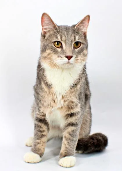A baby small-sized male Domestic Short Hair cat named Scooby for adoption in Morton Grove, IL