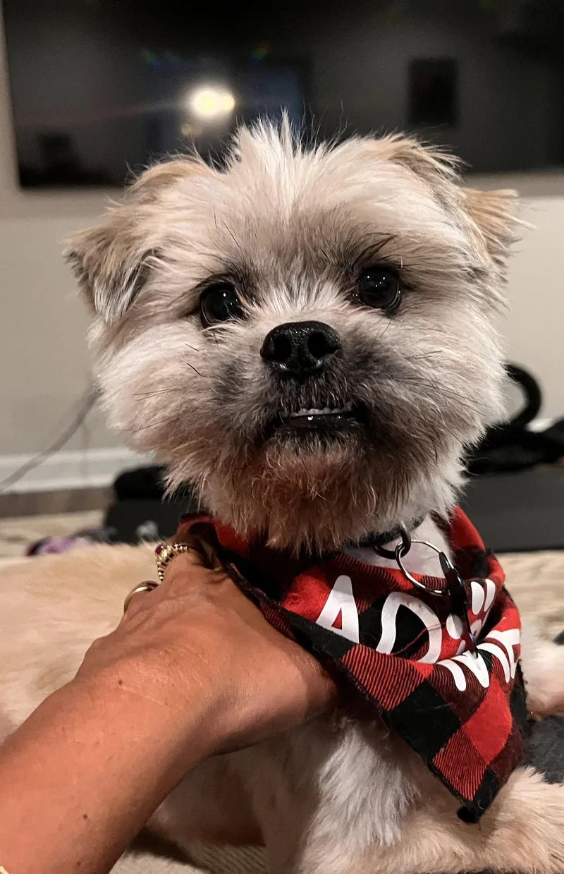 Chico Suave