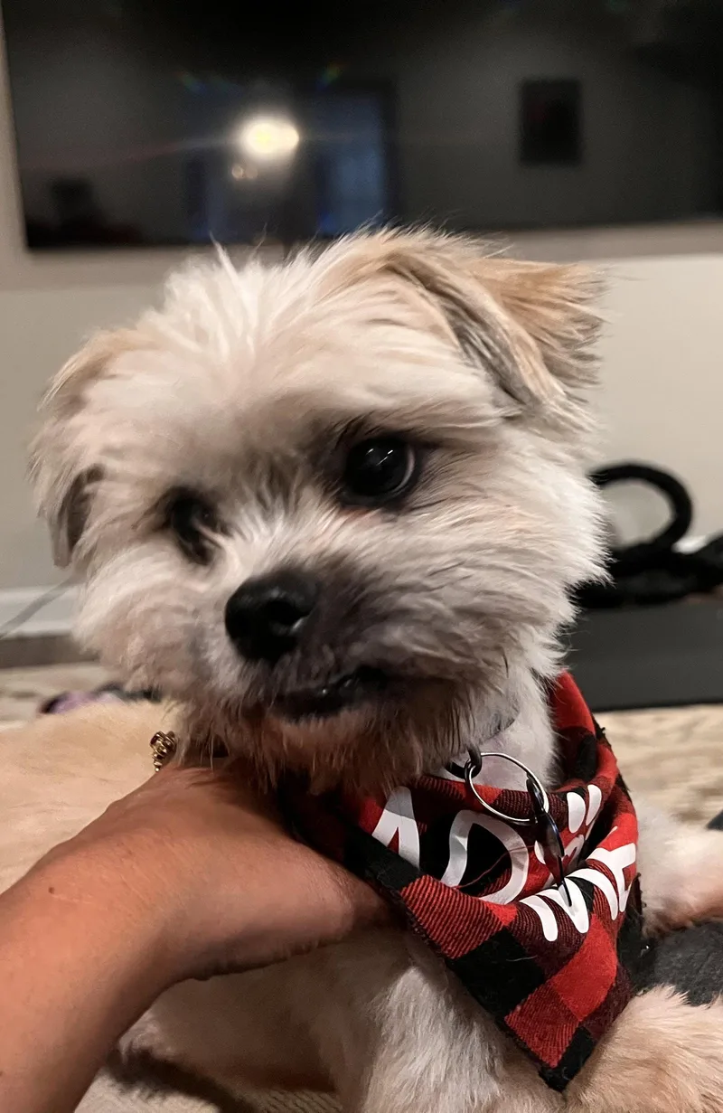 Chico Suave thumbnail 2