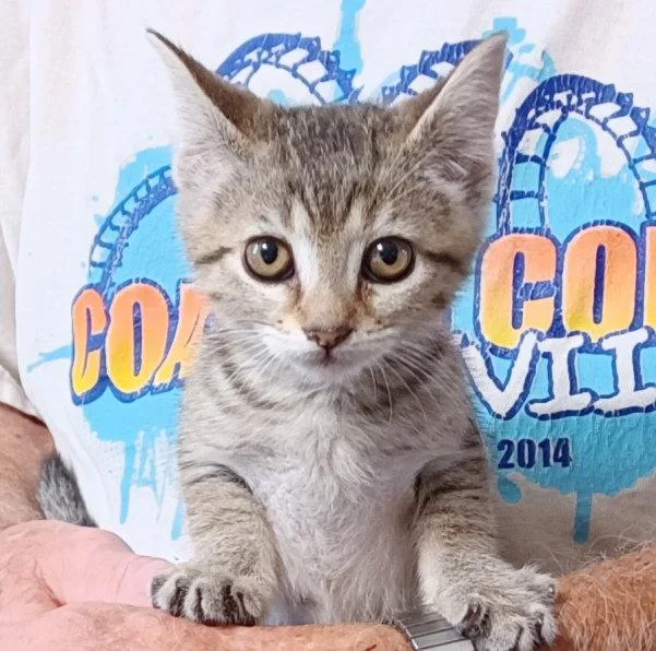 A baby small-sized female Tabby cat named Nutmeg for adoption in San Jose, CA