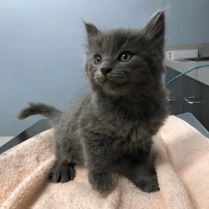 A baby small-sized male Gray / Blue / Silver Domestic Short Hair cat named Winchester for adoption in Oak Park, IL