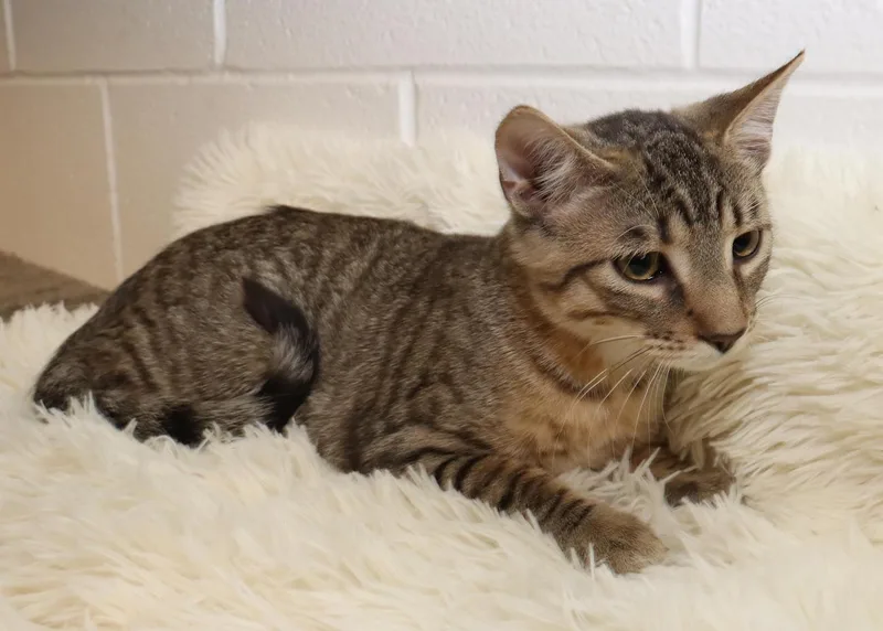 A baby medium-sized male Tabby (Brown / Chocolate) Tabby cat named Winston for adoption in Euclid, OH