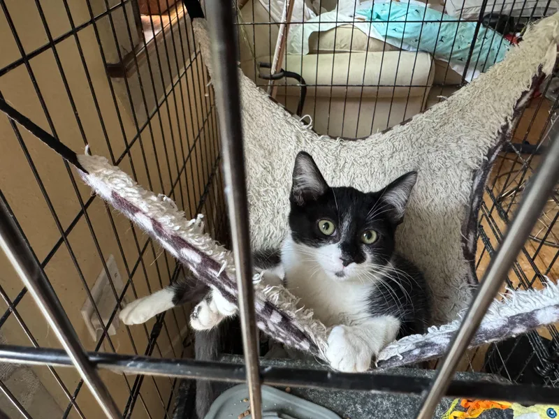 A young small-sized female Domestic Short Hair cat named Reese for adoption in Lakewood, CO