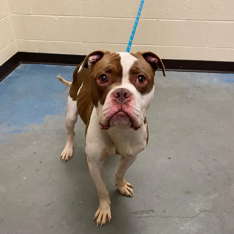 An adult medium-sized male Brown / Chocolate Mixed Breed dog named Odum for adoption in Memphis, TN