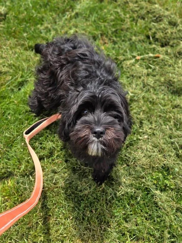 A young small-sized male Portuguese Water Dog dog named Beard for adoption in Millersville, MD
