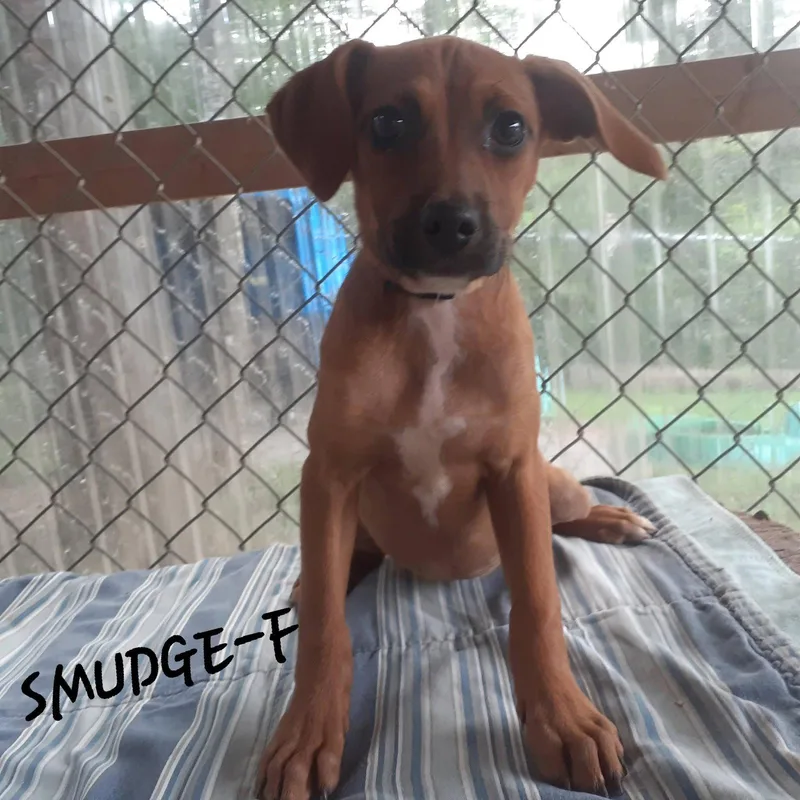 A baby medium-sized female Hound dog named Smudge for adoption in Hinton, WV