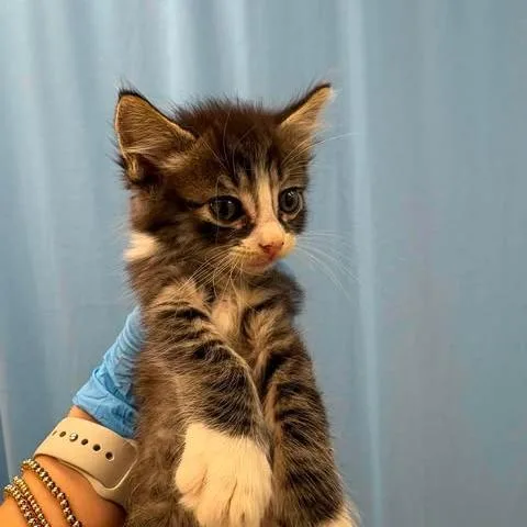 A baby small-sized male Black Domestic Short Hair cat named Chip for adoption in Bastrop, TX