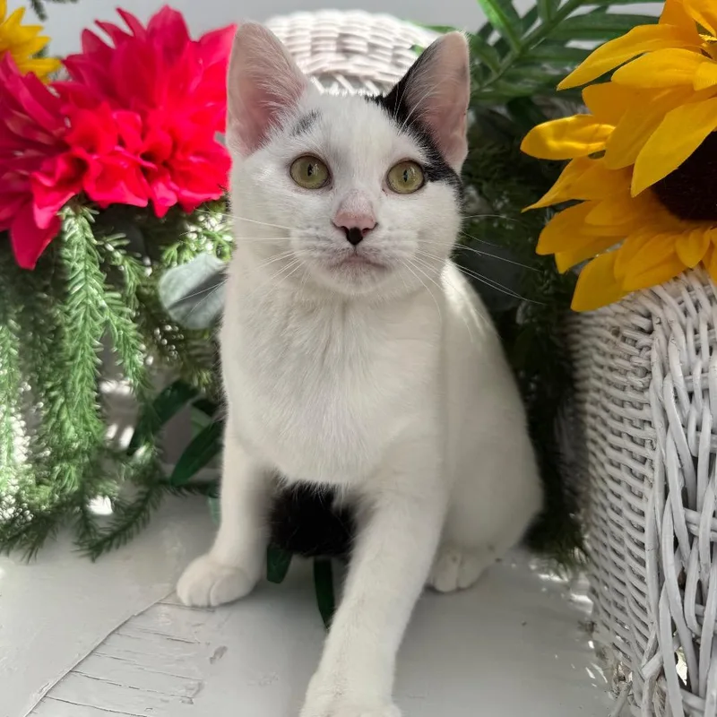 A young small-sized female White Domestic Short Hair cat named Opaline Wink for adoption in Eaton Rapids, MI
