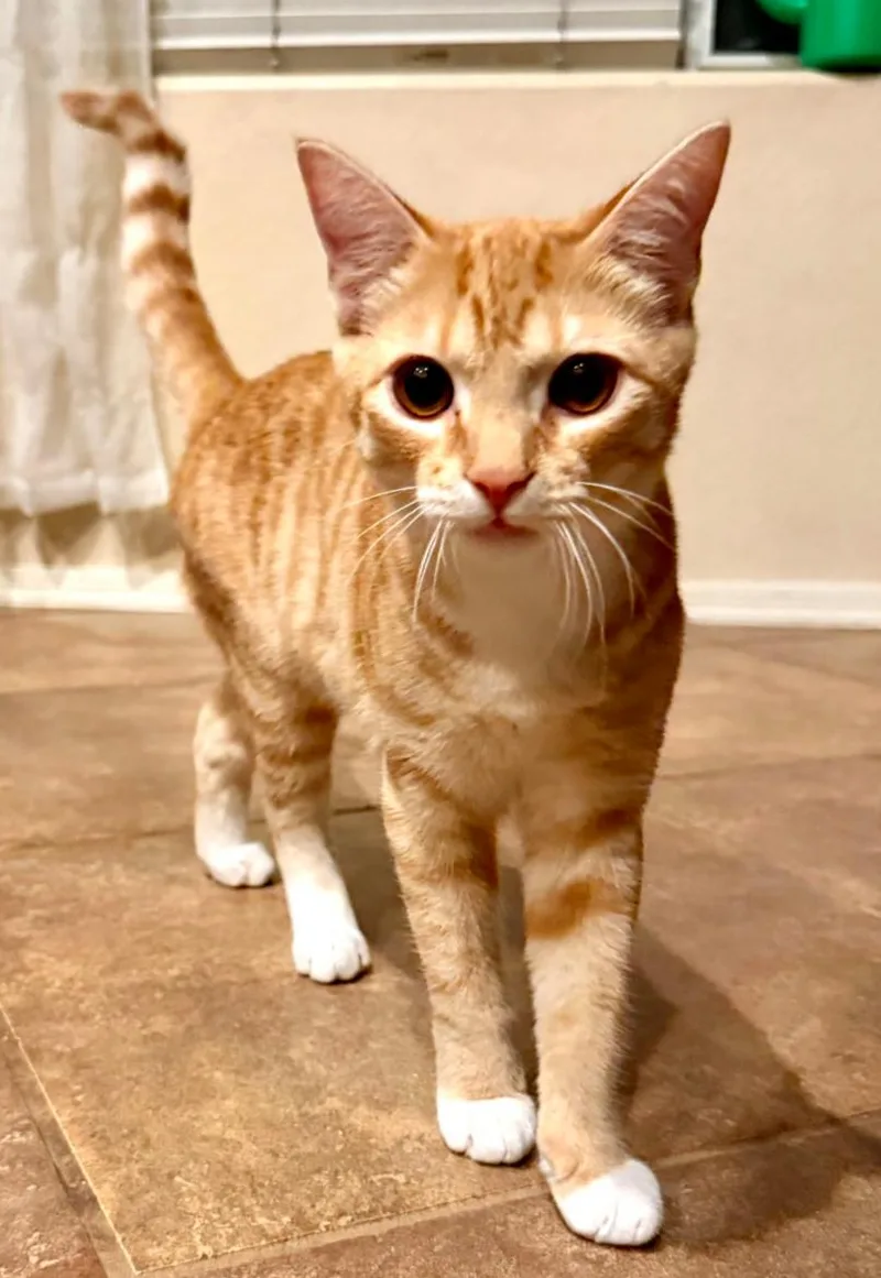 A young medium-sized male Domestic Short Hair cat named Chef Orange BoyRDee for adoption in Phoenix, AZ