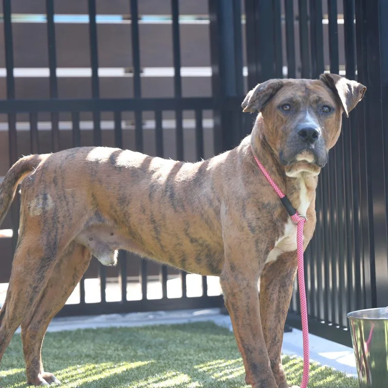 An adult large-sized male Brown / Chocolate Plott Hound dog named Bongo for adoption in Greenville, SC
