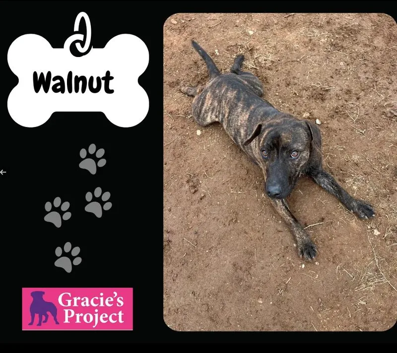 An adult medium-sized male Plott Hound dog named Walnut for adoption in Canyon, TX