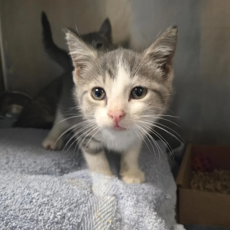 A baby small-sized male Gray / Blue / Silver Domestic Short Hair cat named Elvis for adoption in Nashville, TN