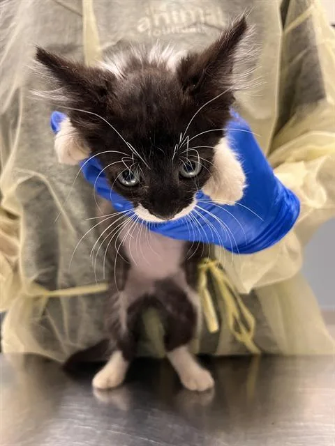 A baby small-sized female Domestic Short Hair cat named Waffles for adoption in Las Vegas, NV