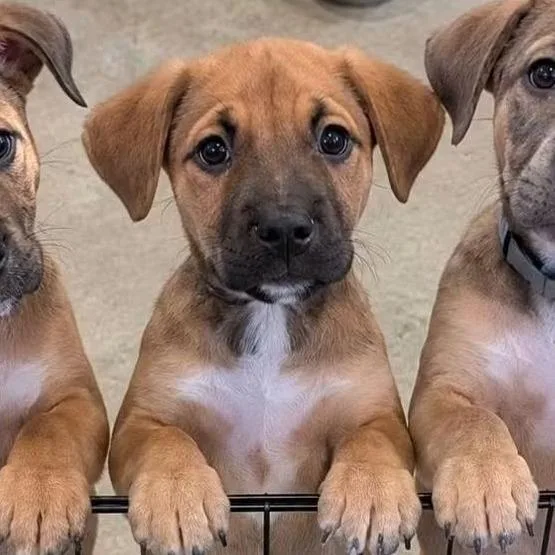 A baby small-sized male Brown / Chocolate Pit Bull Terrier dog named Clove for adoption in Tomah, WI