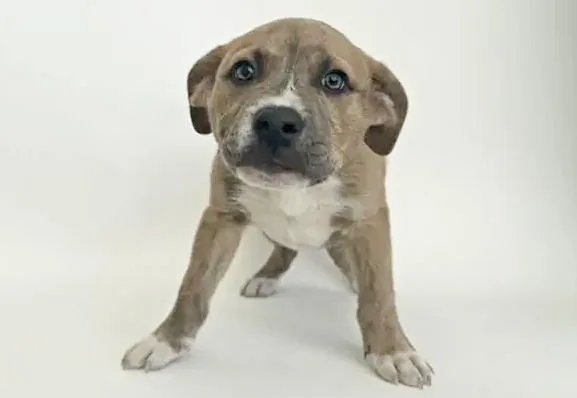 A baby small-sized male Pit Bull Terrier dog named Bootsie for adoption in Saint Louis, MO