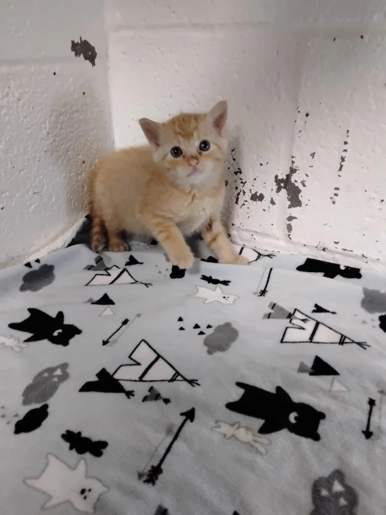 A baby small-sized female Domestic Short Hair cat named Spunky for adoption in Ada, OK