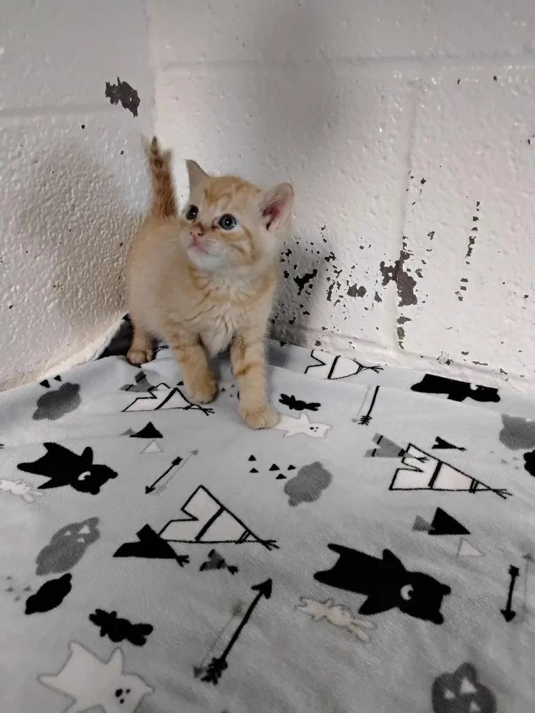 Spunky thumbnail 2