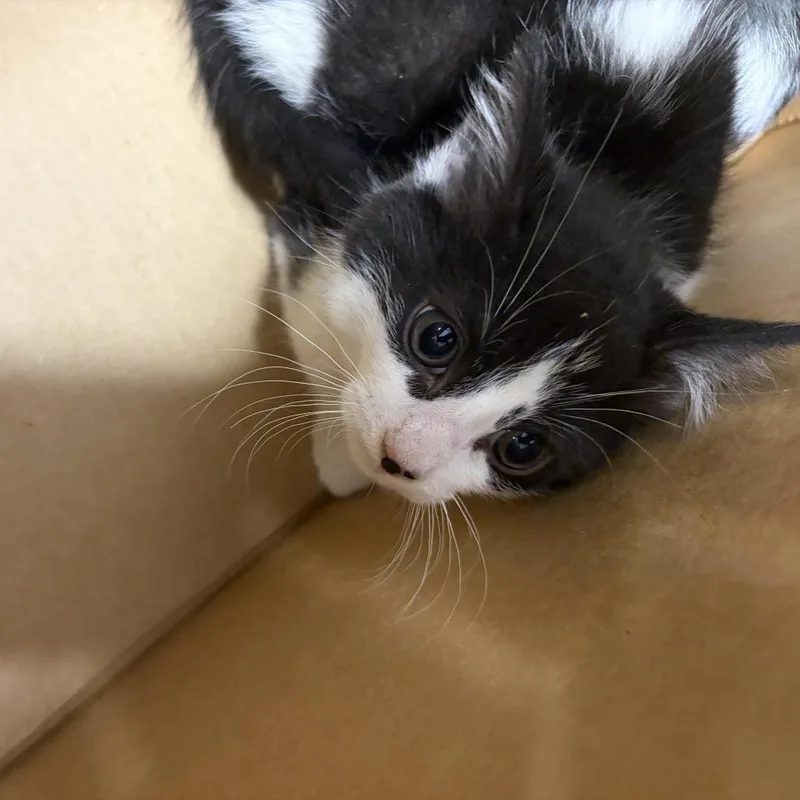 A baby small-sized male Black Domestic Short Hair cat named AHNJStray for adoption in Newark, NJ