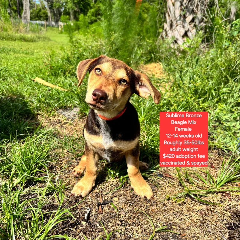 A baby medium-sized female Beagle dog named Sublime Bronze for adoption in Oviedo, FL