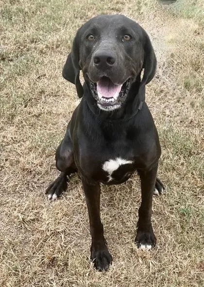 An adult large-sized male Black Mixed Breed dog named Rowan for adoption in Georgetown, TX
