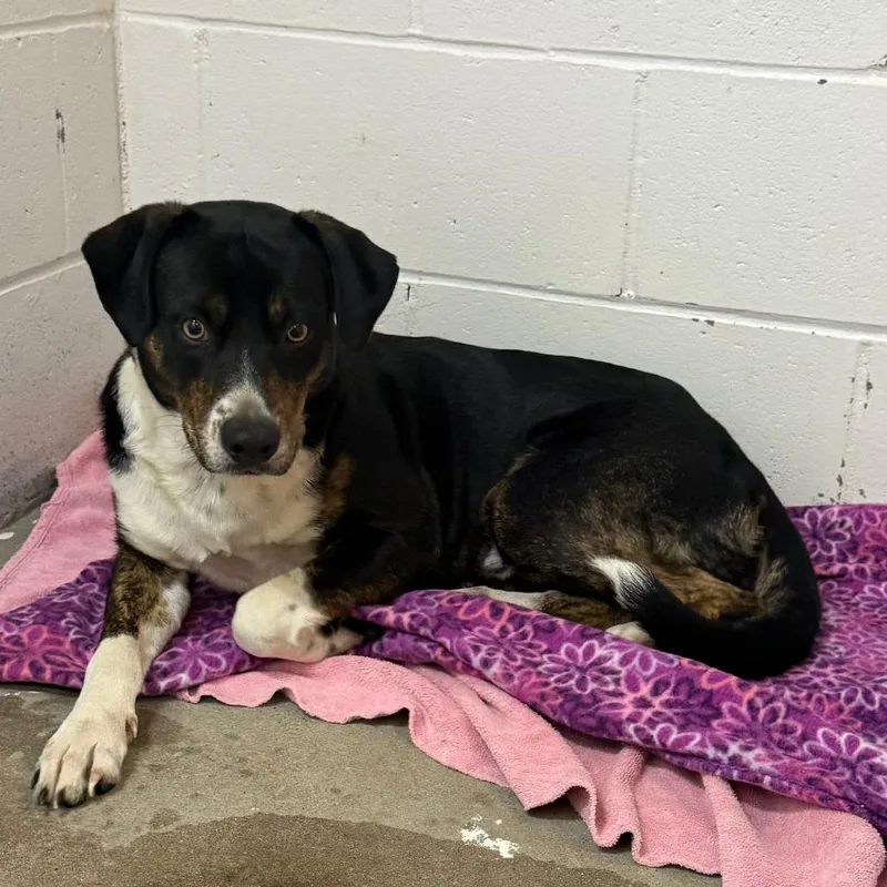 A young medium-sized male Black Basset Hound dog named Joe for adoption in Enterprise, AL