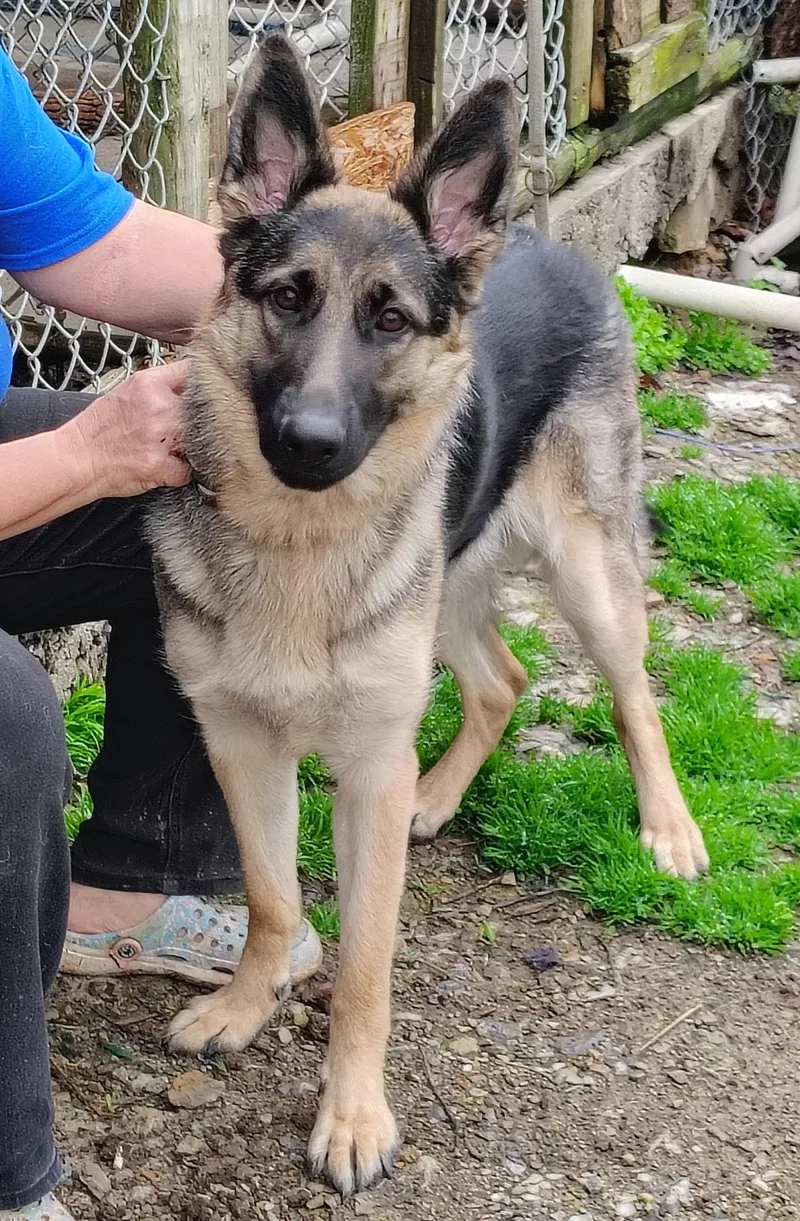 A young large-sized female Black German Shepherd Dog dog named Sophie for adoption in Oldtown, MD