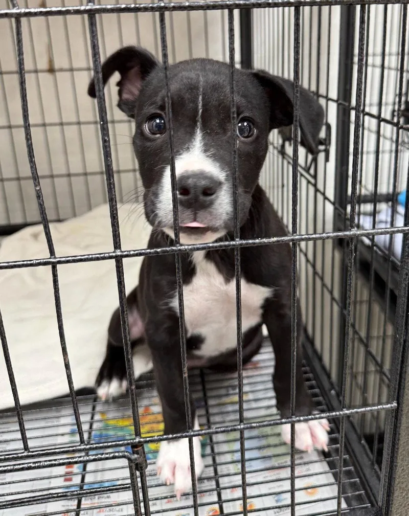 A young medium-sized male Boxer dog named Loki for adoption in GILBERTS, IL