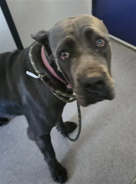 A young large-sized female Cane Corso dog named Glinda for adoption in Bakersfield, CA