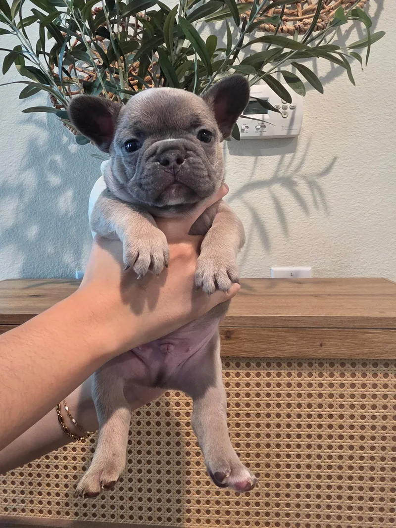 A baby small-sized male French Bulldog dog named Pete for adoption in Penryn, CA