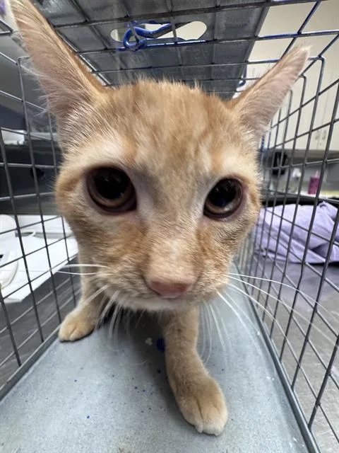 A baby medium-sized female Domestic Short Hair cat named Dalmin for adoption in Las Vegas, NV