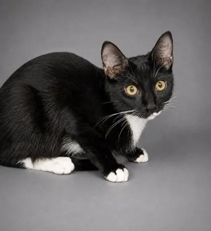 A young medium-sized female Domestic Short Hair cat named Luna for adoption in Bowling Green, KY