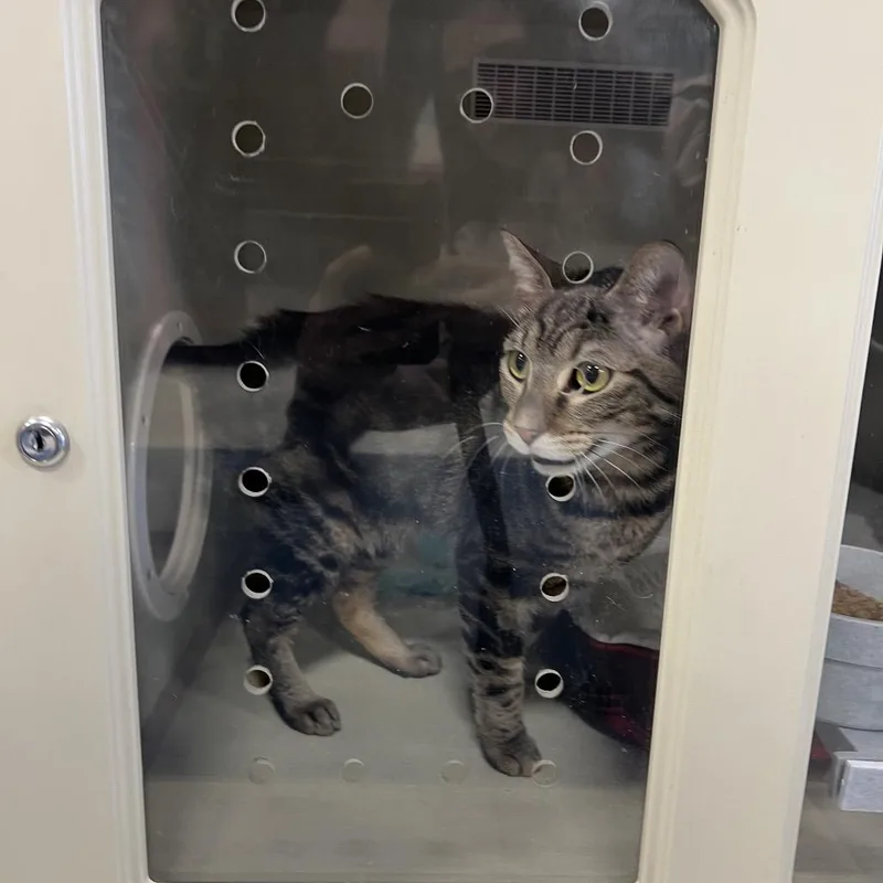 Spinach Artichoke Dip