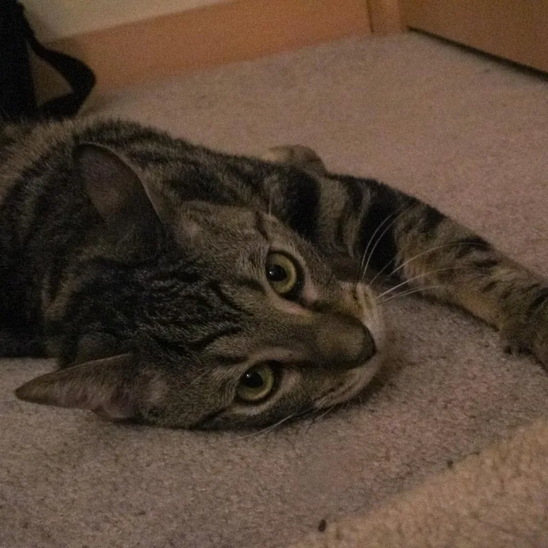 Spinach Artichoke Dip thumbnail 3