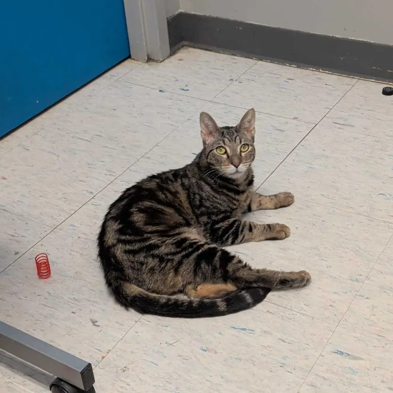 Spinach Artichoke Dip thumbnail 4