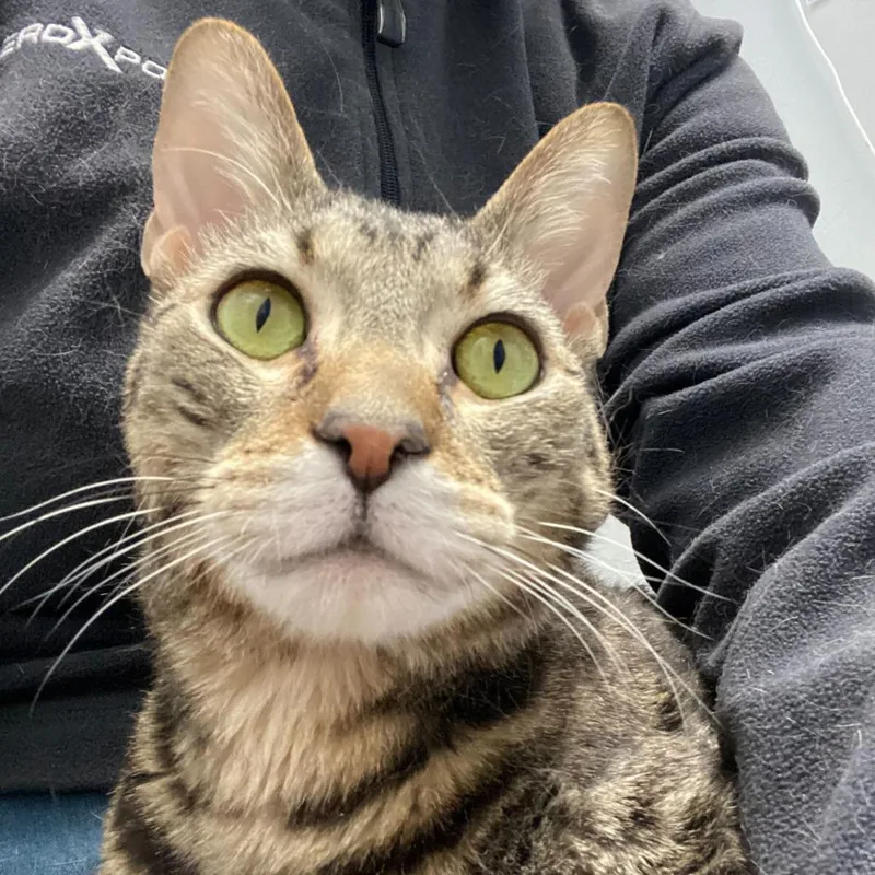 Spinach Artichoke Dip thumbnail 5