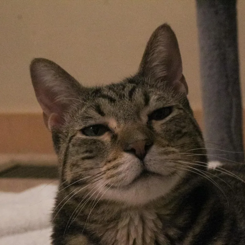 Spinach Artichoke Dip thumbnail 6