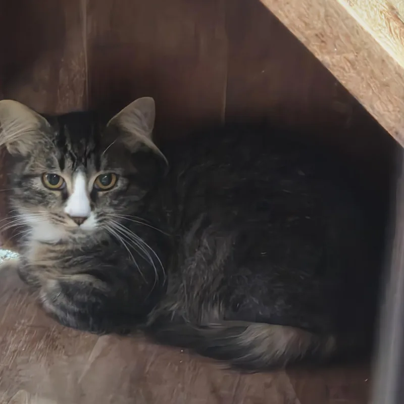 A baby medium-sized male Domestic Long Hair cat named Butterball for adoption in Greeley, CO
