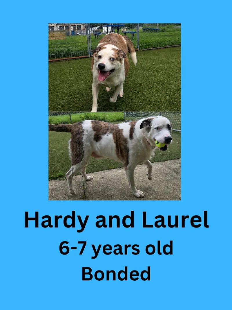 Laurel and Hardy