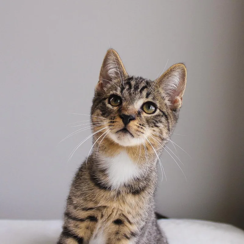 A baby medium-sized male Tabby cat named Nolan for adoption in Wayne, NJ