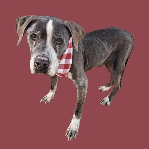 A senior large-sized male Pit Bull Terrier dog named Heathcliff for adoption in Bakersfield, CA