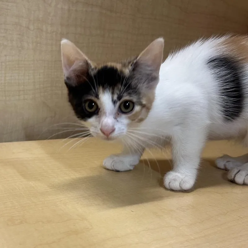 A baby small-sized female Calico Domestic Short Hair cat named Fajita for adoption in Hemet, CA