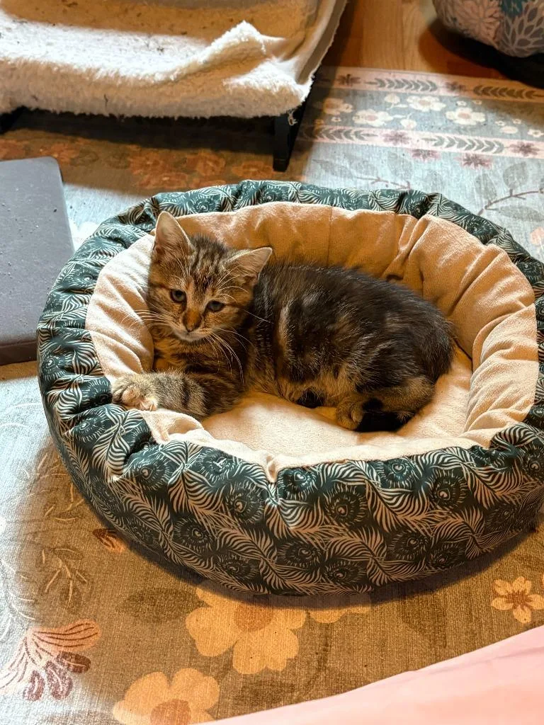 A baby medium-sized female Domestic Short Hair cat named K Jill Hill for adoption in Windsor, CT